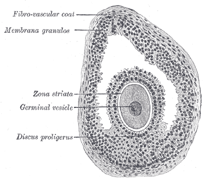 AMH (Anti-Müllerian Hormone) (amh blood test) — fertility test explained illustration