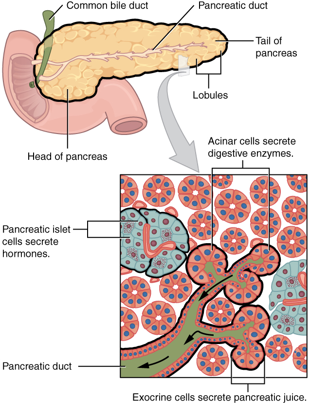 Amylase and Lipase (lipase amylase blood test) —  pancreatitis blood test illustration
