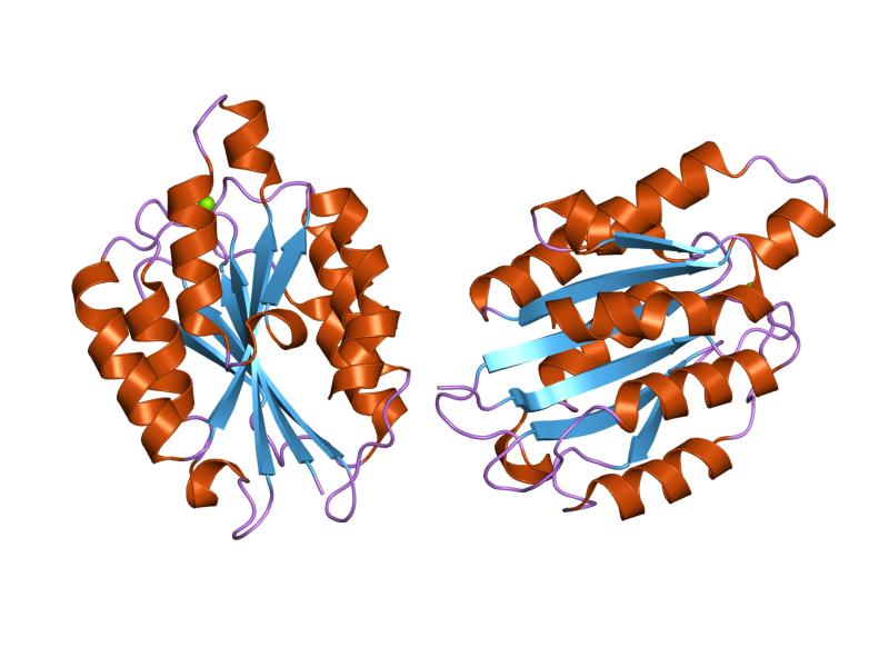 Apolipoprotein B protein structure (PDB 1qc5)