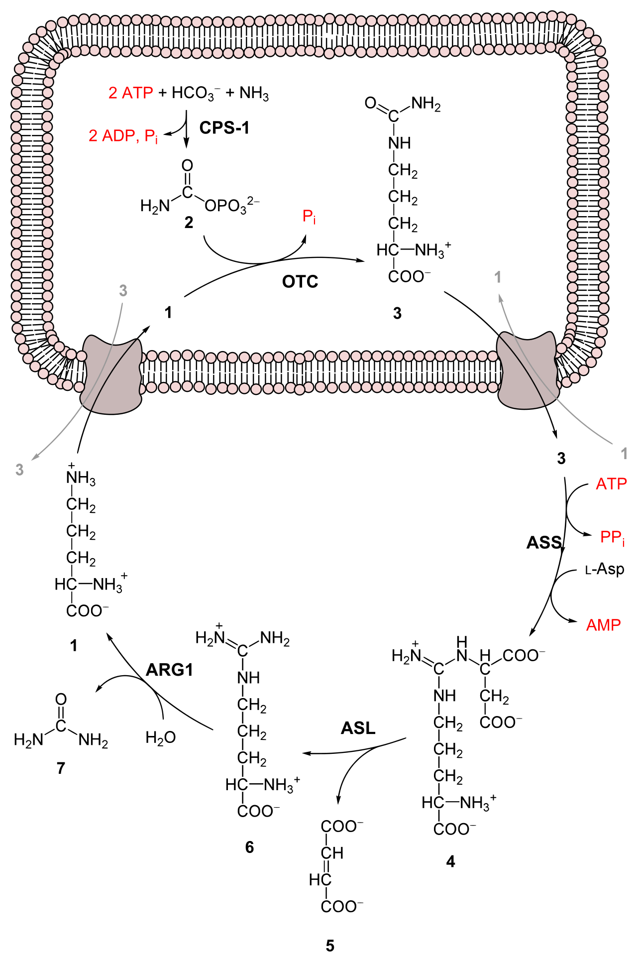 Urea cycle in nitrogen excretion