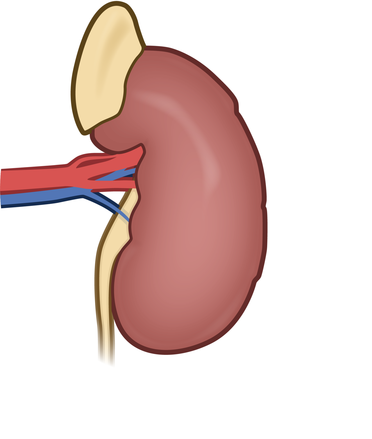 hs-CRP Test (hs crp test) — crp heart risk explained illustration