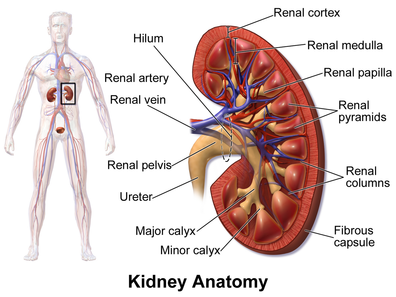 Kidney anatomy and nephron