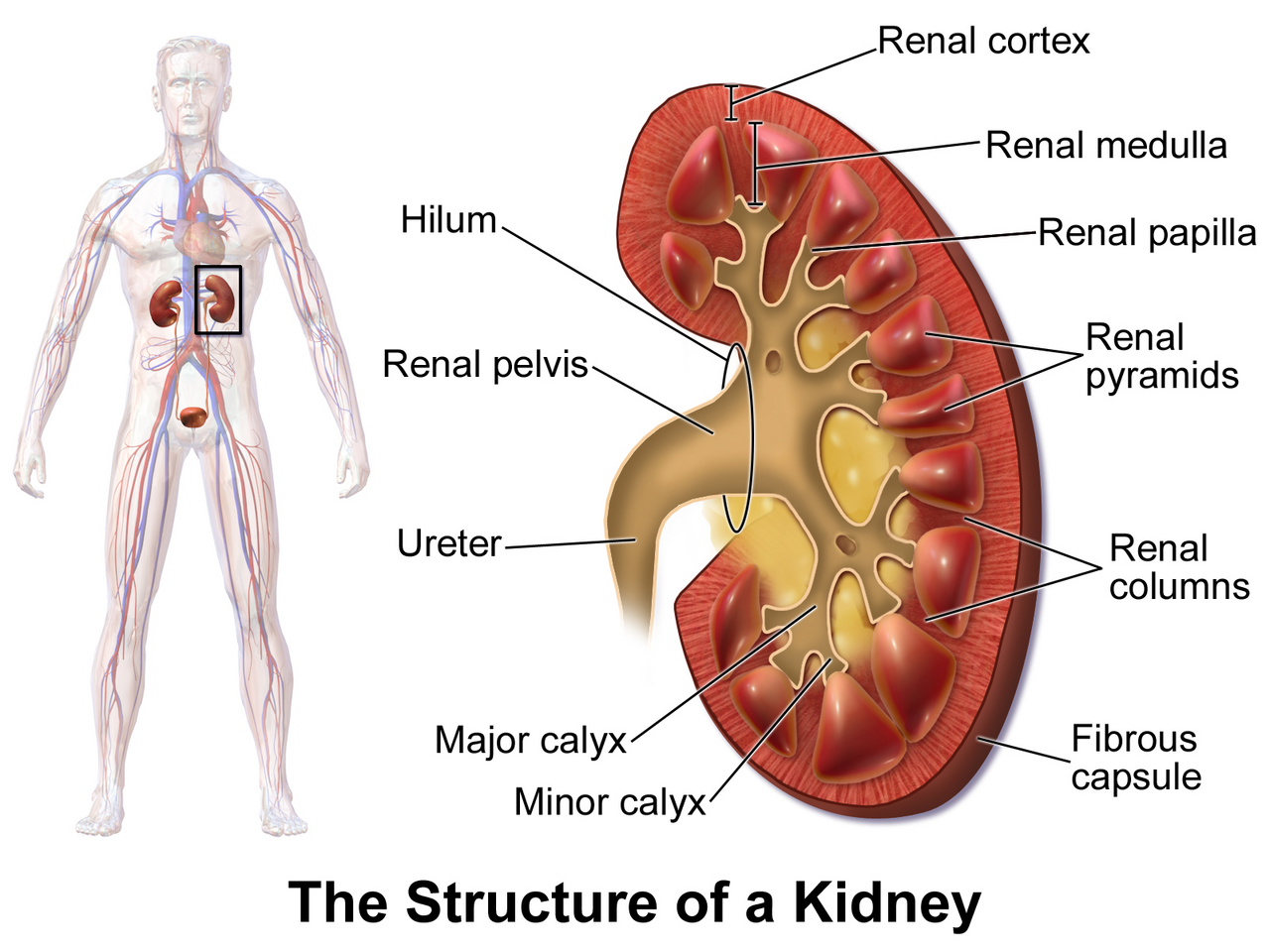 Kidney nephron structure