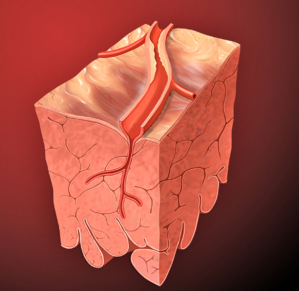 Protein in Urine but Normal Kidney Function (protein in urine normal kidney function) — e normal kidney function illustration