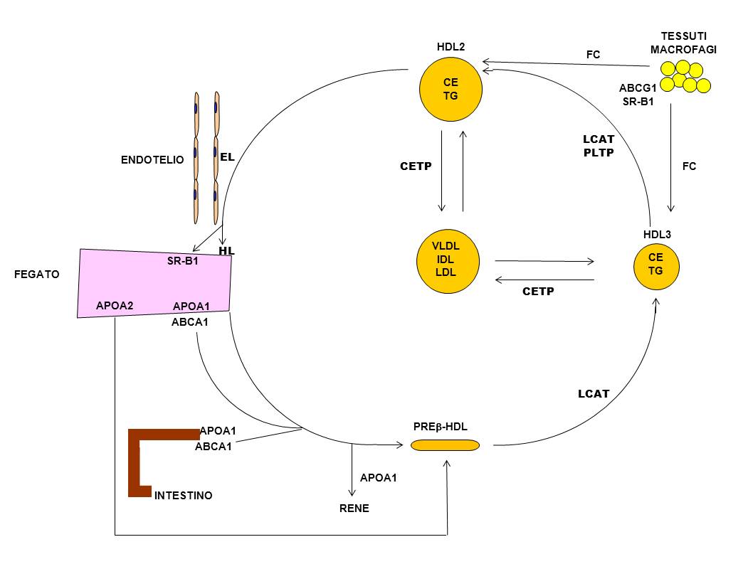 HDL cholesterol metabolism diagram