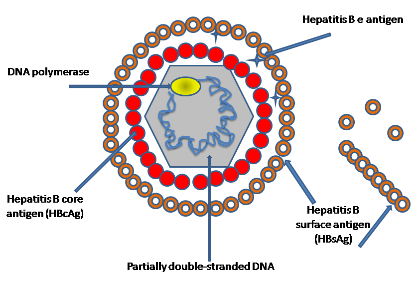 Hepatitis B Blood Test (hepatitis b test results) — serology panel explained illustration