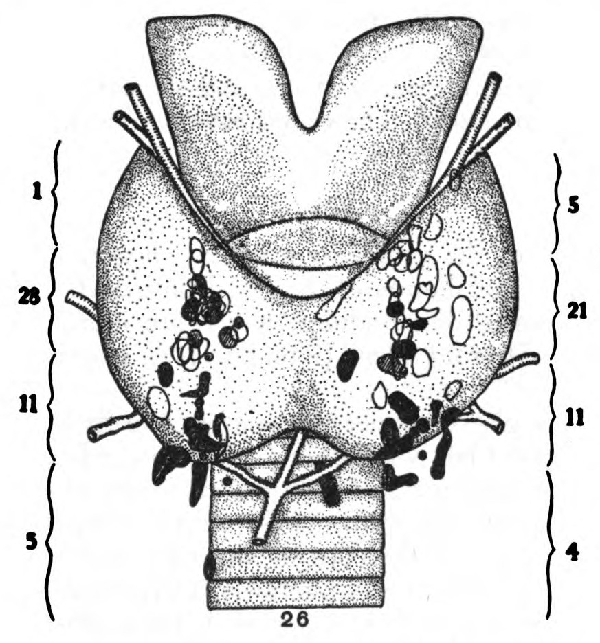 High Calcium with Normal PTH (high calcium normal pth) — high calcium normal pth illustration