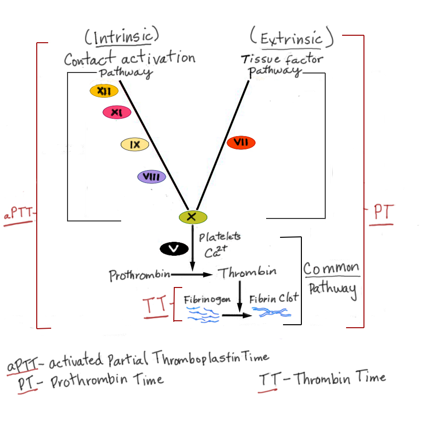 INR and Prothrombin Time (inr normal range) — othrombin time explained illustration