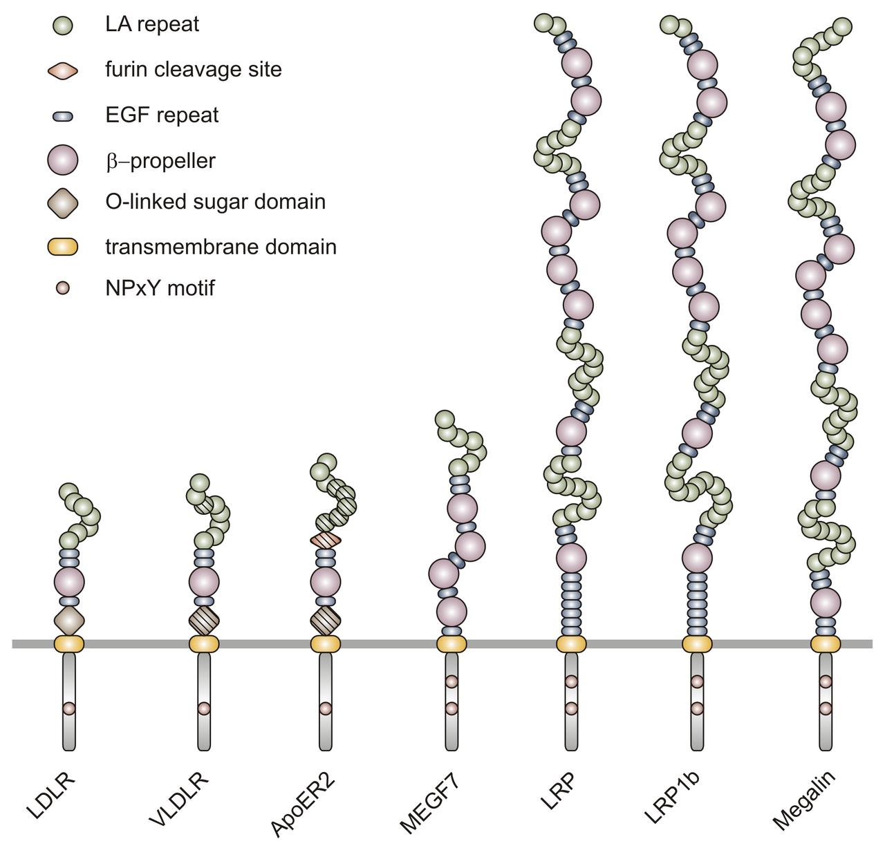 Fasting Blood Sugar (fasting blood sugar normal range) — mal prediabetic diabetic illustration