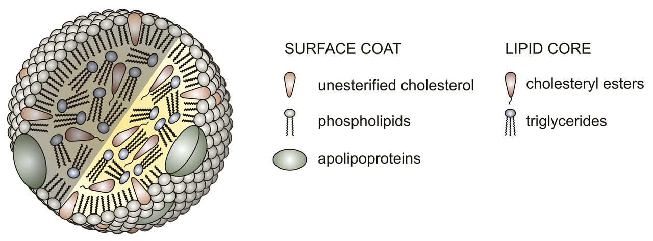 Lipoprotein(a) (lipoprotein a test) — in a lp a test explained illustration