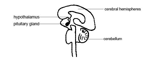 Prolactin Blood Test (prolactin blood test) — prolactinaemia explained illustration