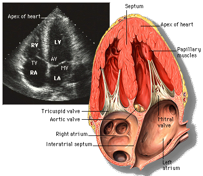 Stress Echocardiography Explained (stress echocardiography) — ined dobutamine exercise illustration