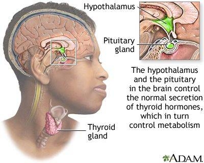 TSH Test (tsh normal range) — t normal range explained illustration